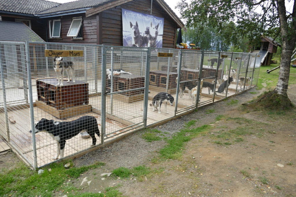 Hromada husky