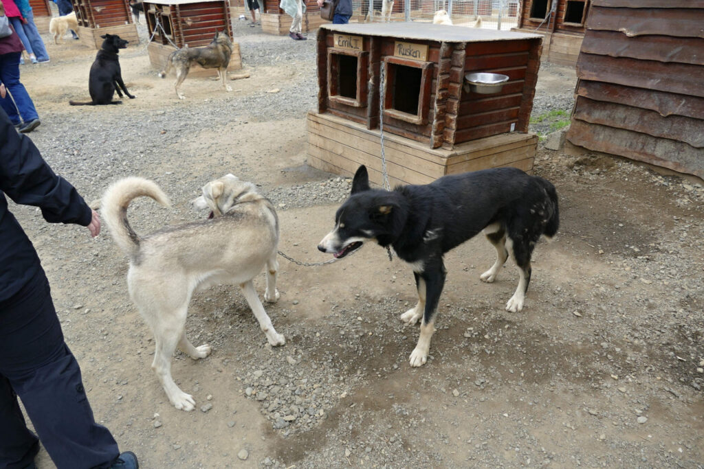 Husky k podrbání