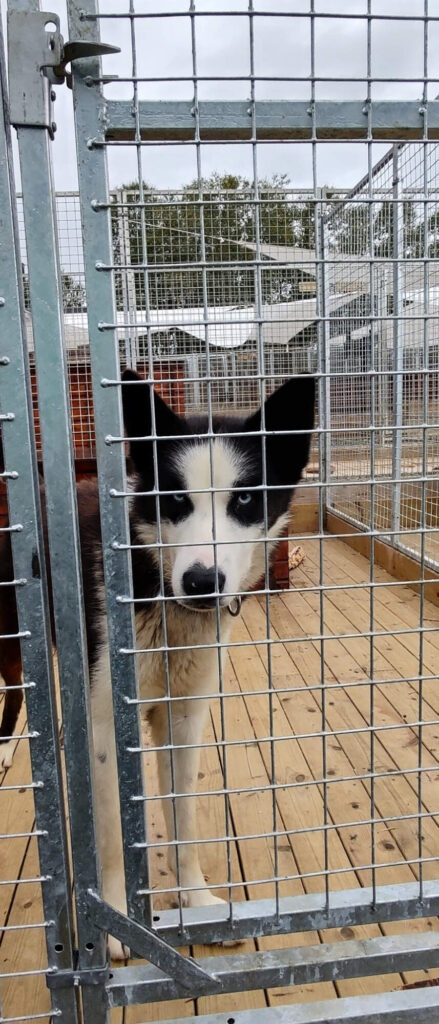 Další husky