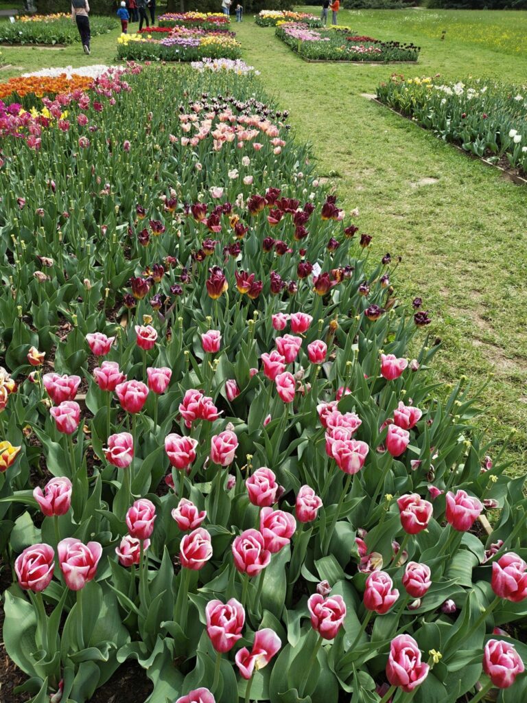 Barevné tulipány