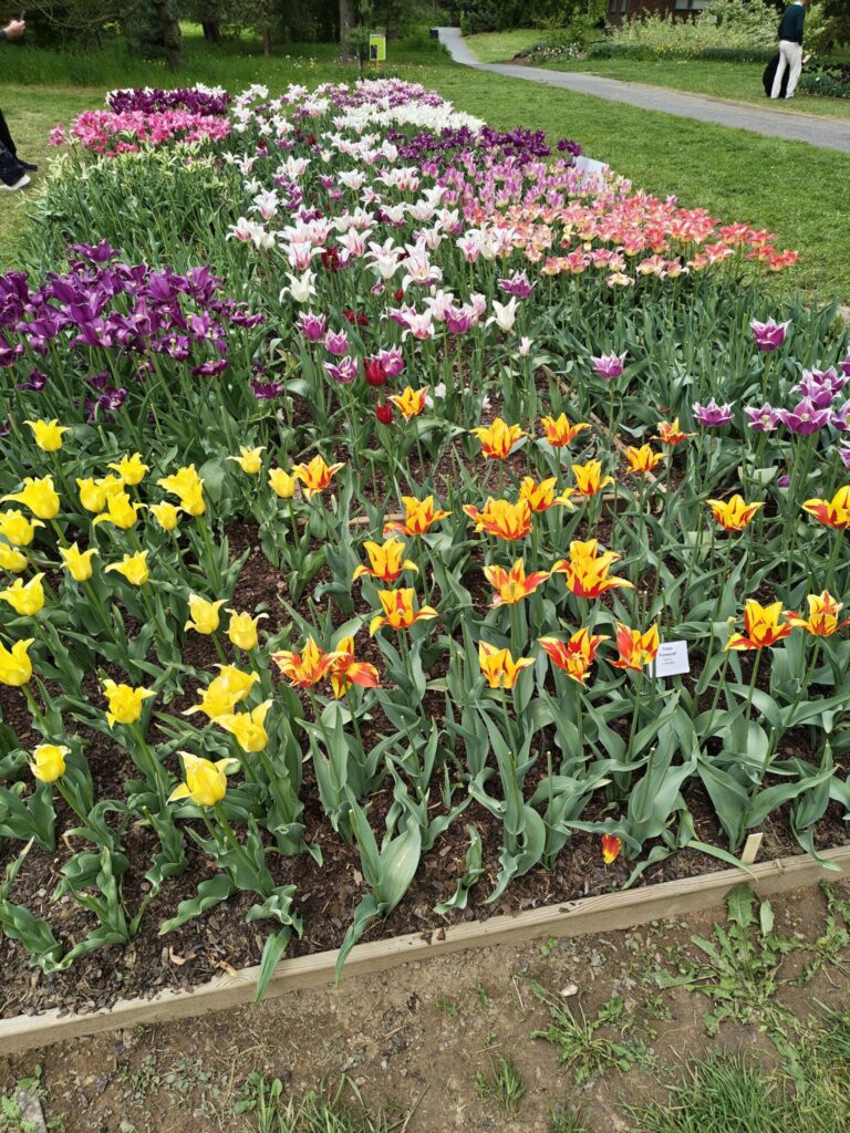 Barevný záhonek tulipánů