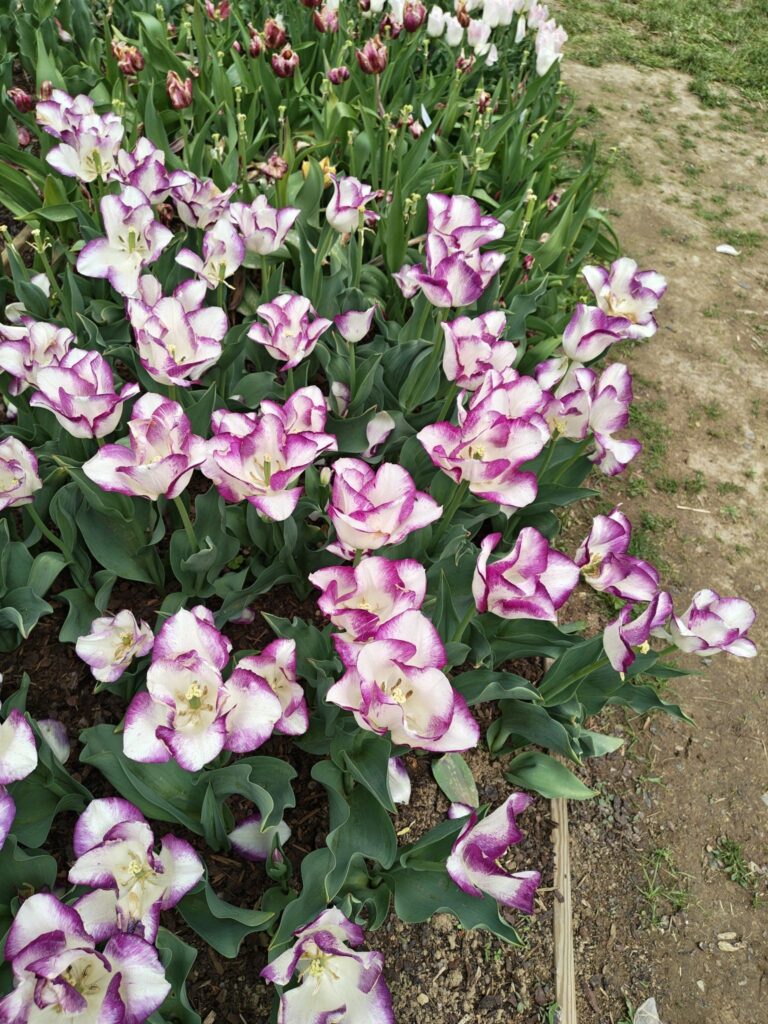 Bílofialkové tulipány
