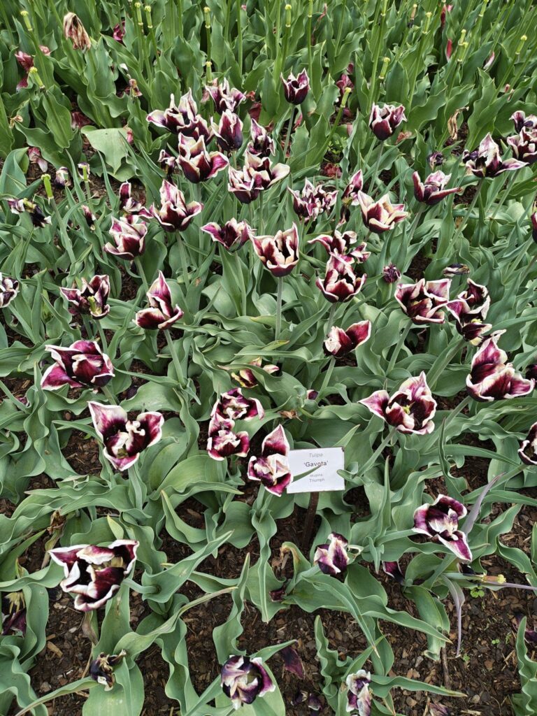 Bílofialové tulipány
