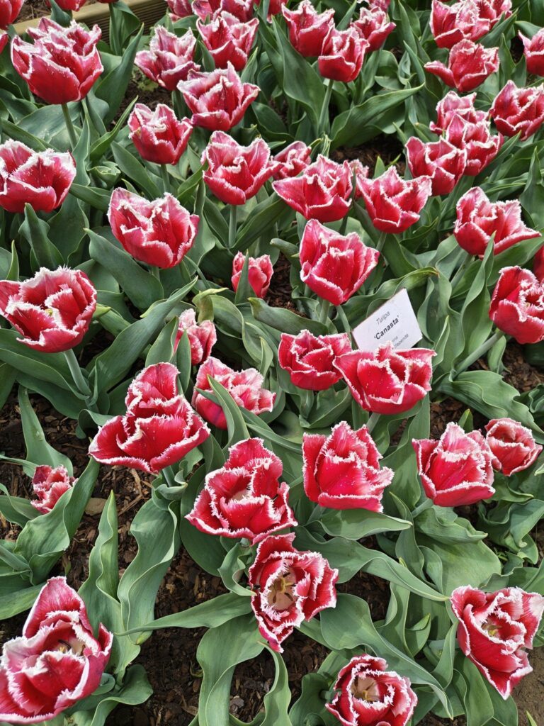 Červené papouškové tulipány