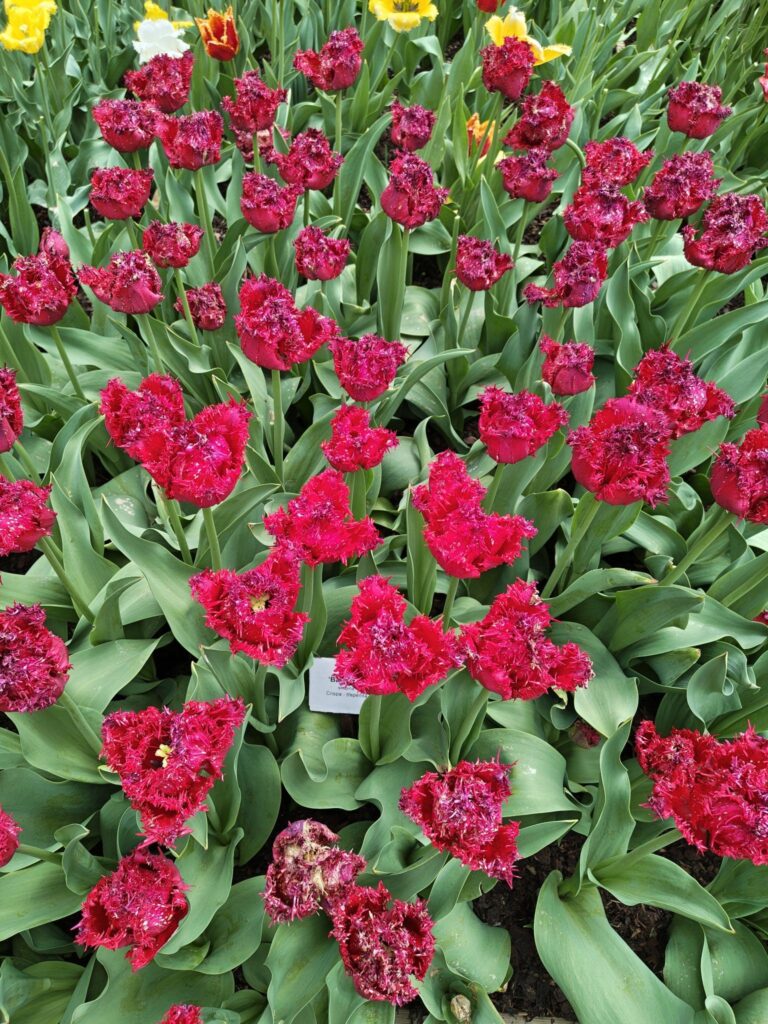 Červené tulipány