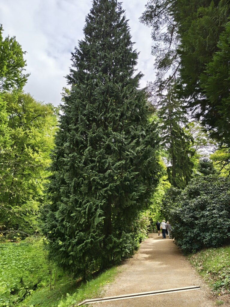 Cestička