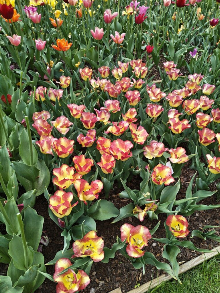 Dvoubarevné tulipány
