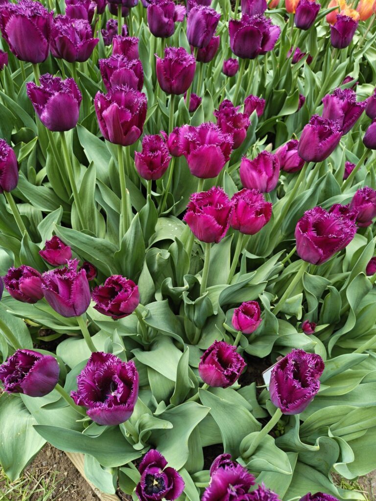 Fialové papouškové tulipány