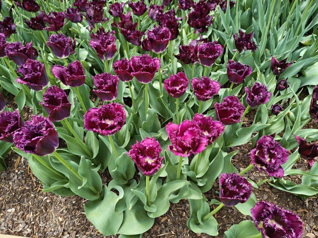 Fialové tulipány