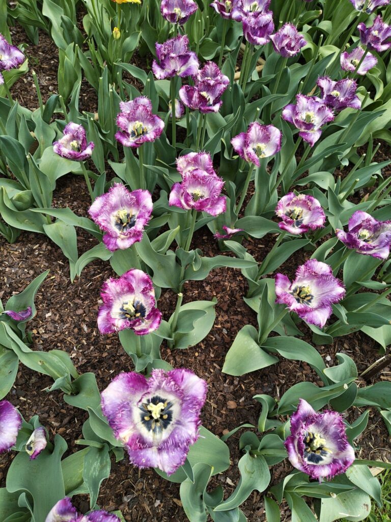 Fialovobílé papouškové tulipány