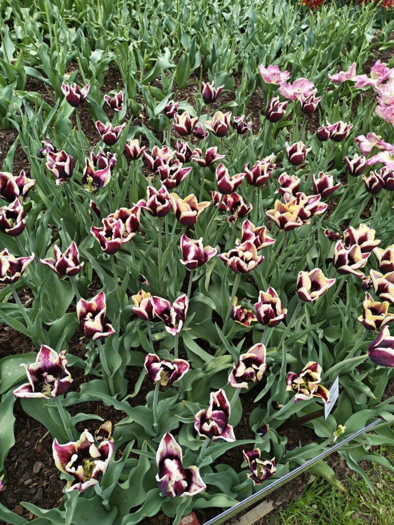Fialovobílé tulipány