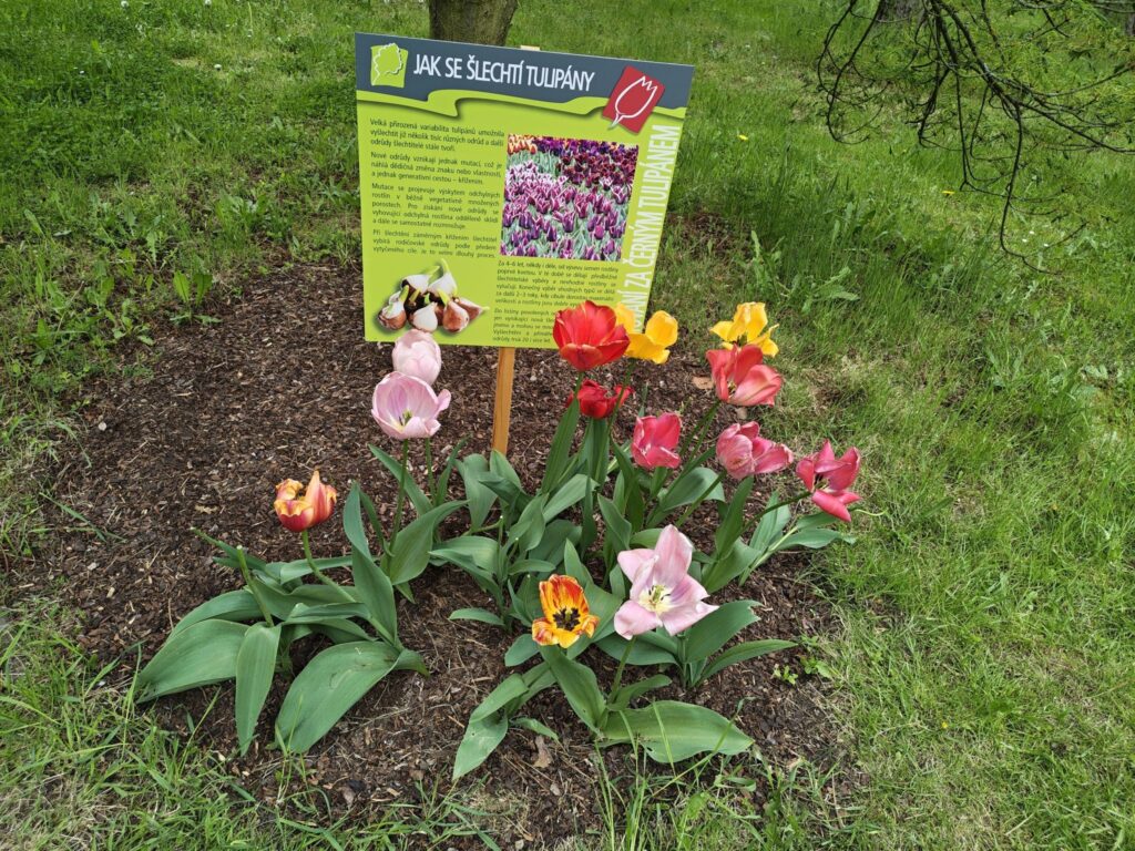 Info o tulipánech