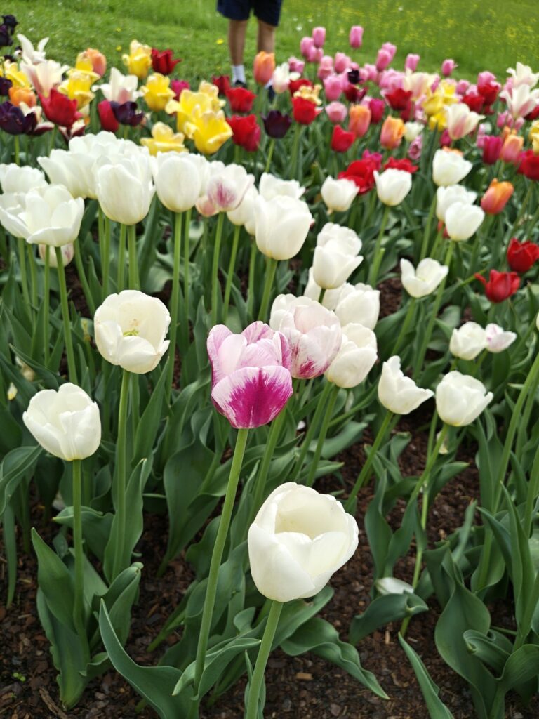 Mix tulipánů