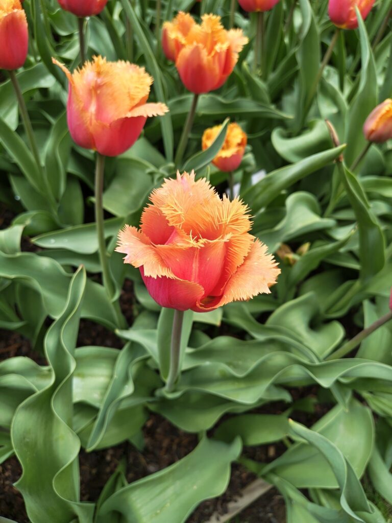 Oranžové papouškové tulipány