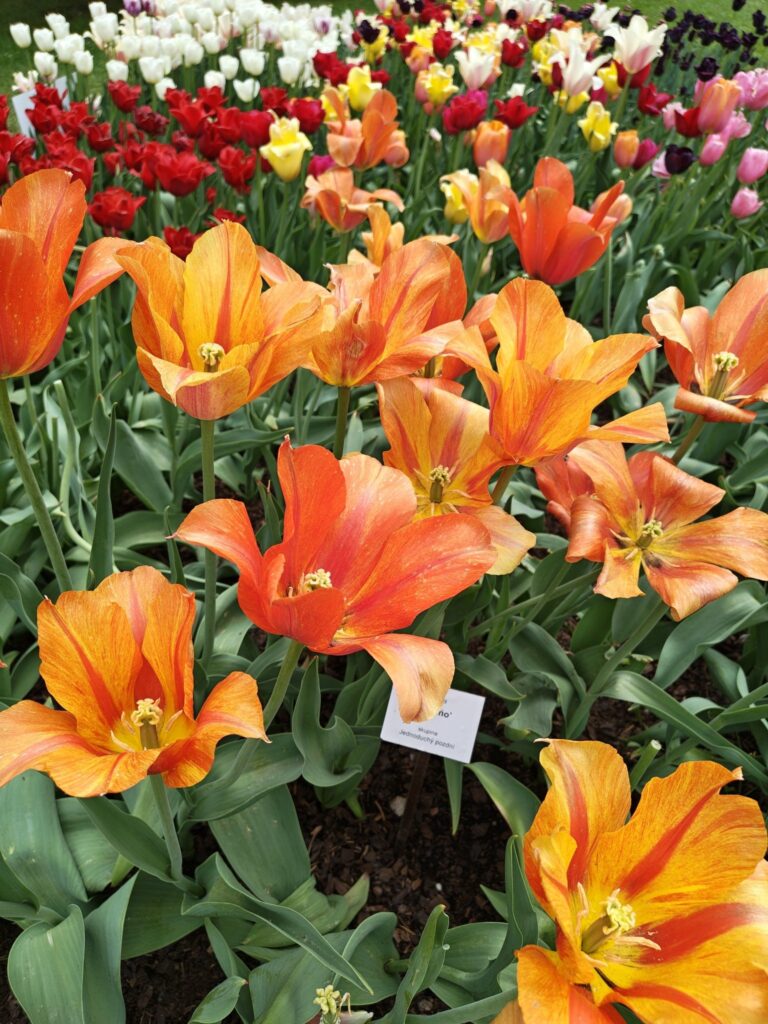 Oranžové žíhané tulipány
