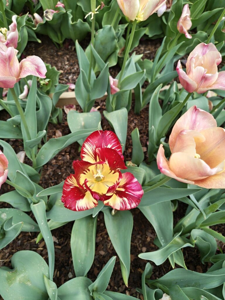 Osamělý žíhaný tulipán