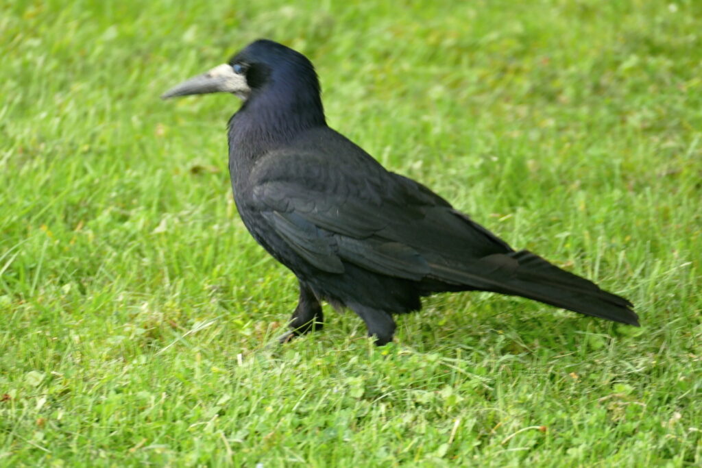 Ptáček