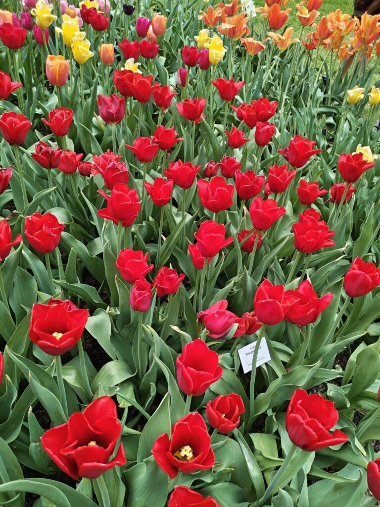 Rudé tulipány