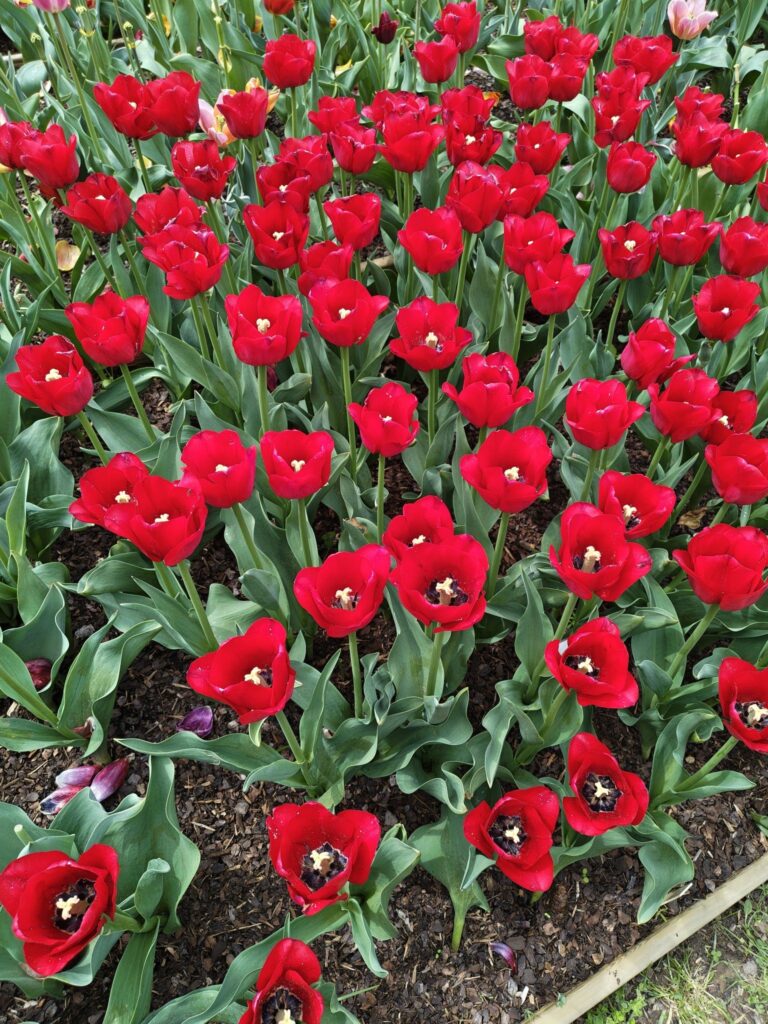 Rudé tulipány