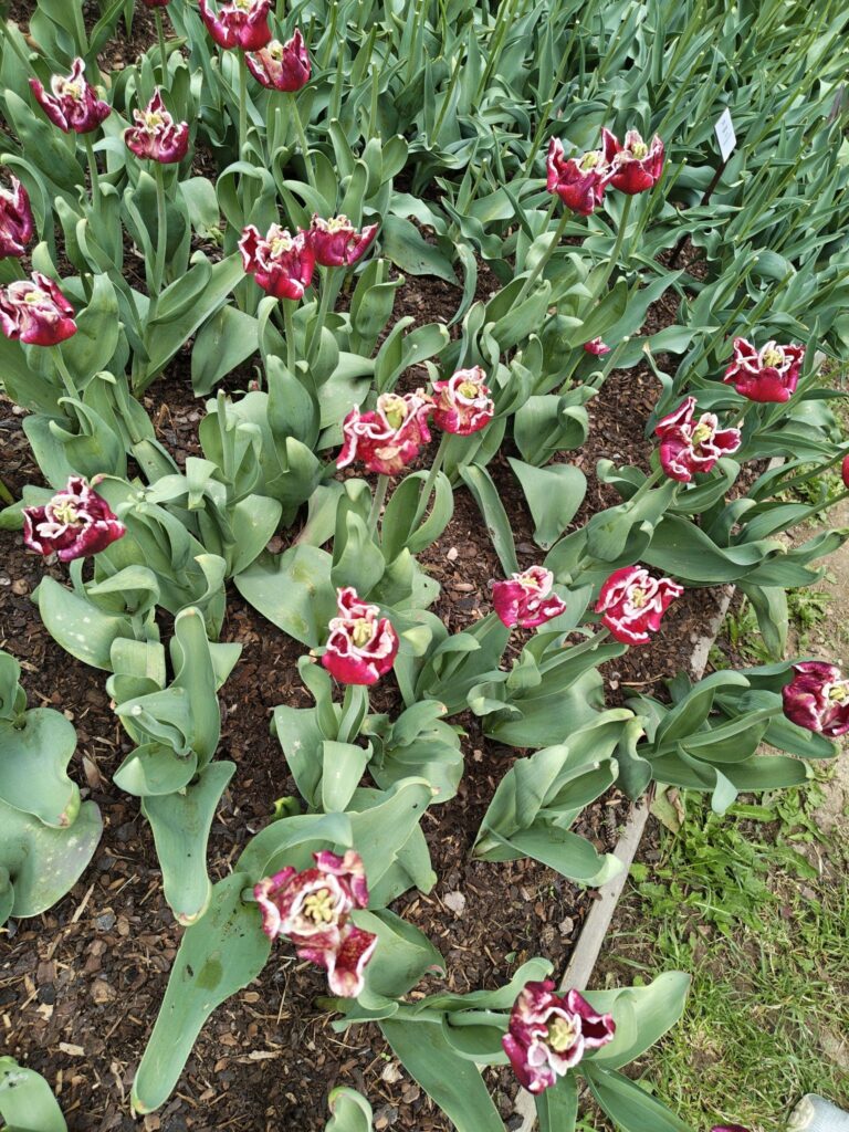 Rudobílé tulipány