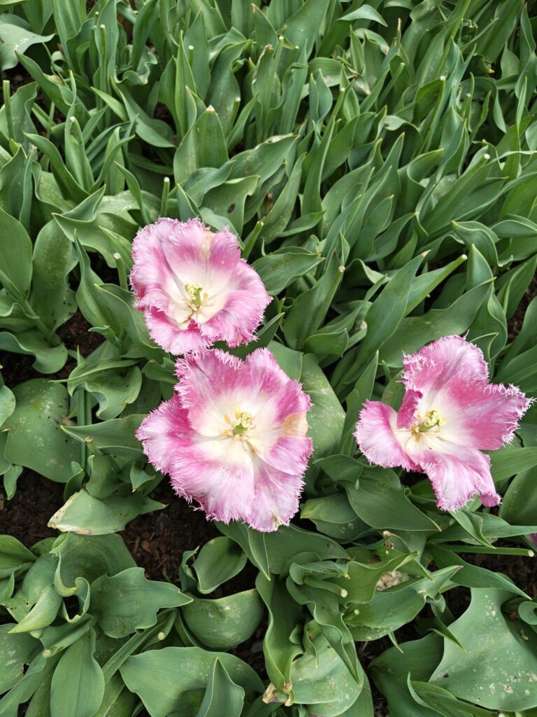 Růžovoučké tulipány