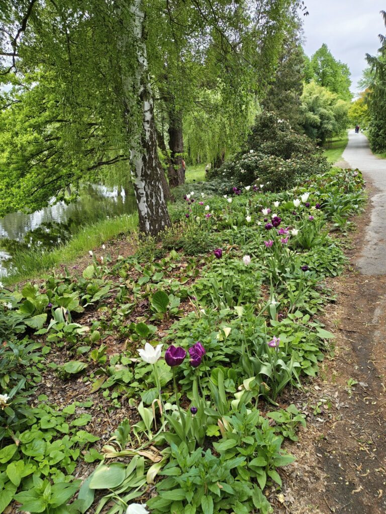 Tulipánky na břehu jezírka