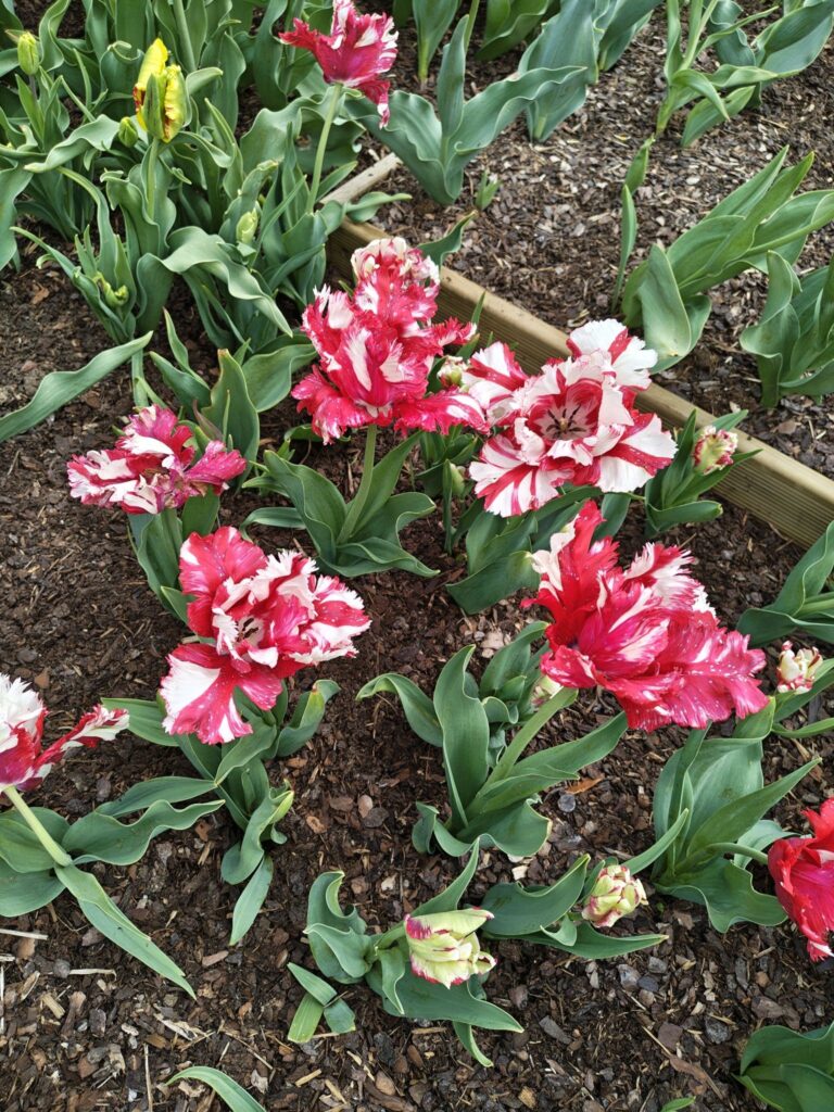 Žíhané papouščí tulipány