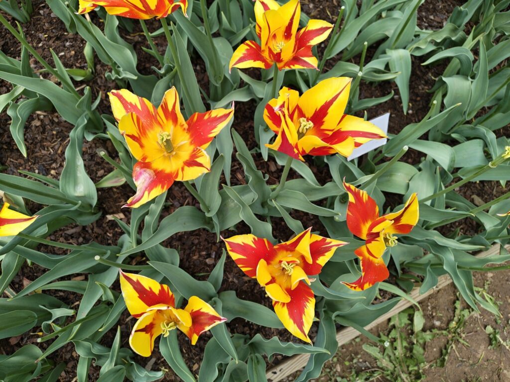 Zlatooranžové tulipány