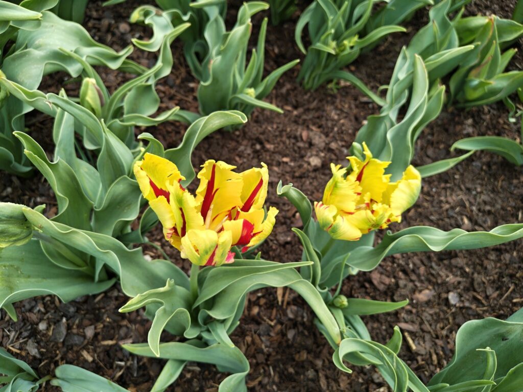 Žluté žíhané tulipány
