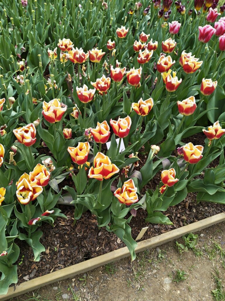 Žlutočervené tulipány