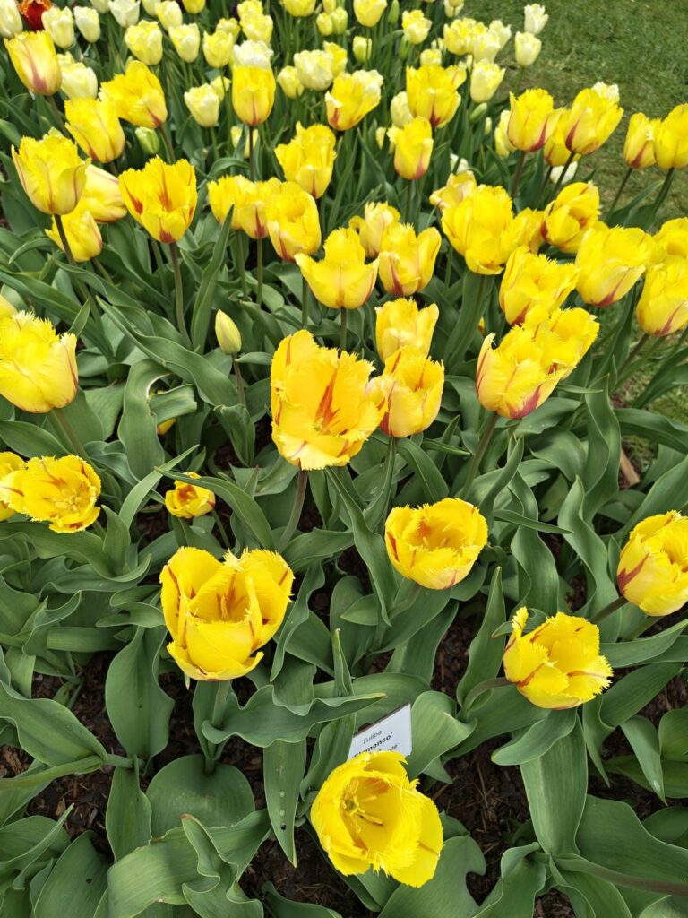 Žluťoučké tulipány