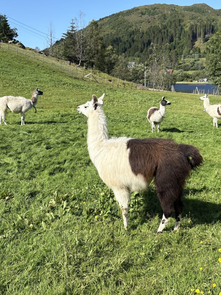 Lama z boku