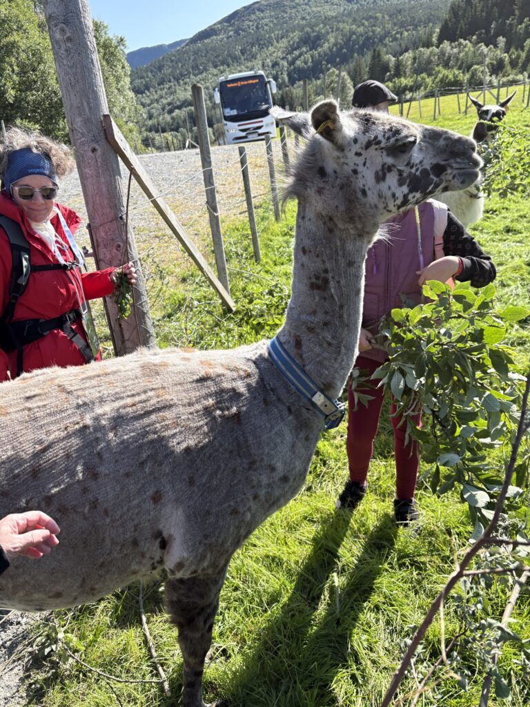 Ostříhaná lama