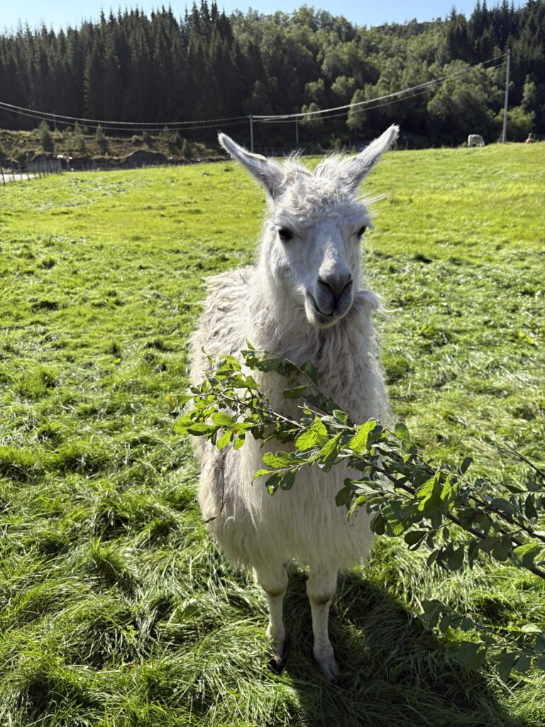 Lama s větvičkou