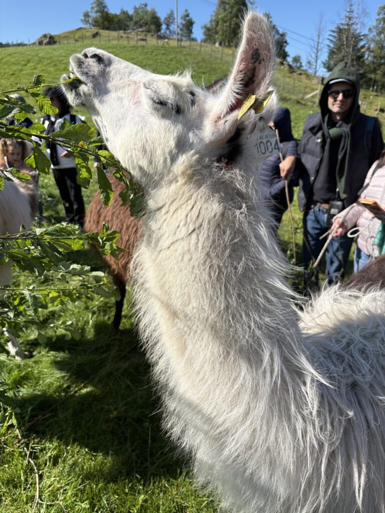 Lama trhá větev